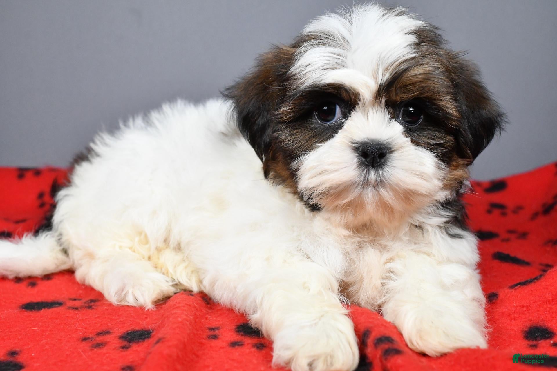 Shih Tzu dogs Kori - Ad 2
