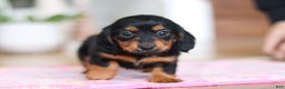 Miniature Dachshund dogs for sale: Mariah - Ad 2