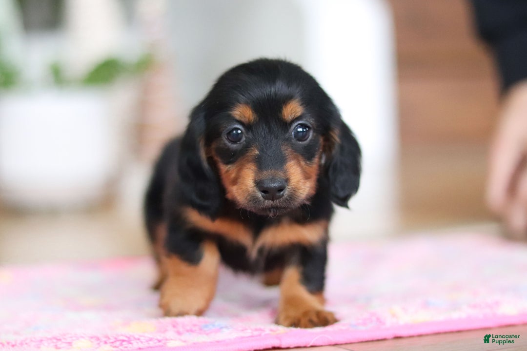Miniature Dachshund dogs for sale: Mariah - Ad 2