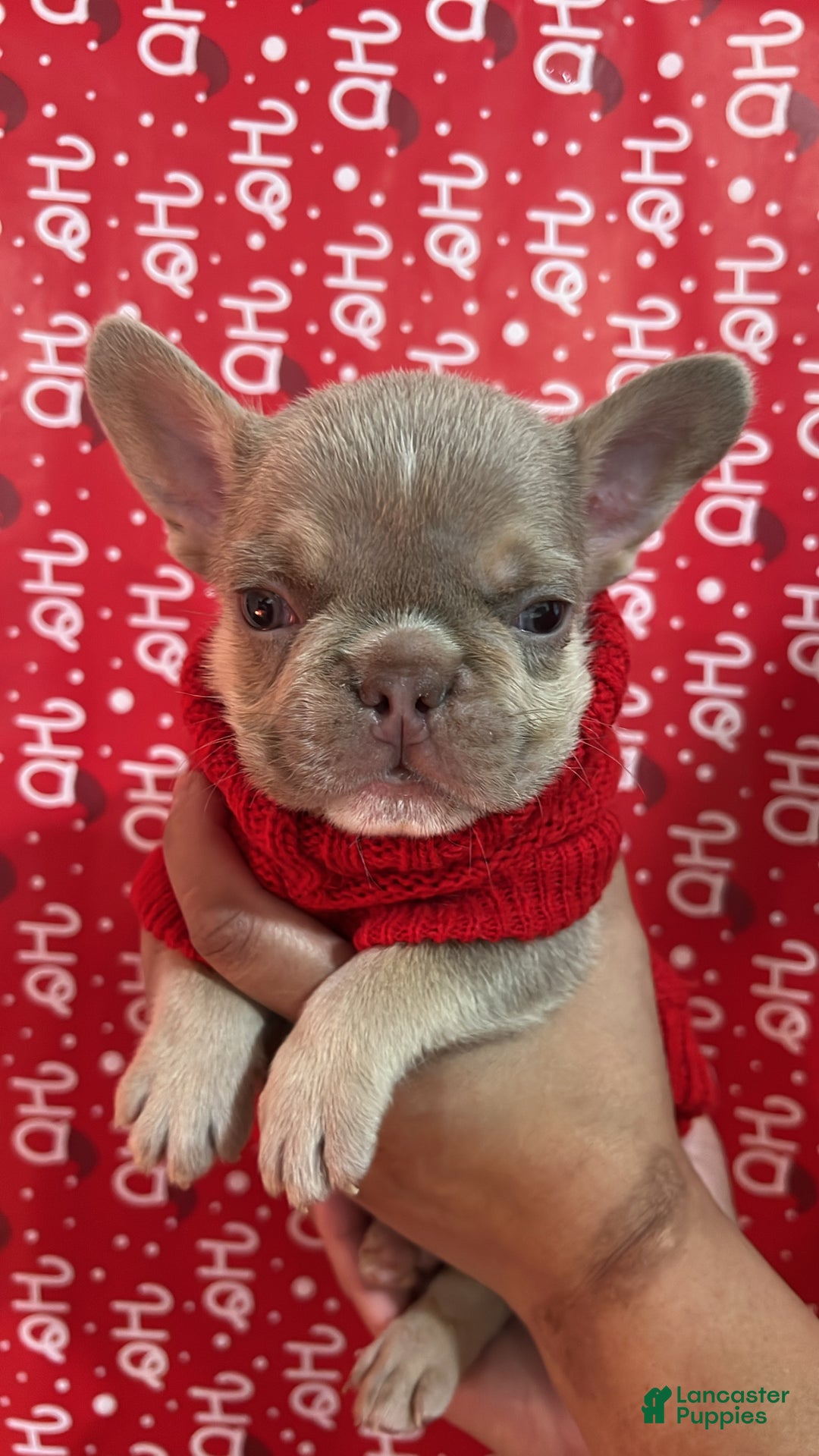 French Bulldog dogs for sale: Prince - Ad 9