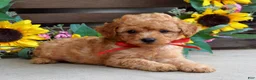 Mixed Breed dogs for sale: Parker - Ad 8