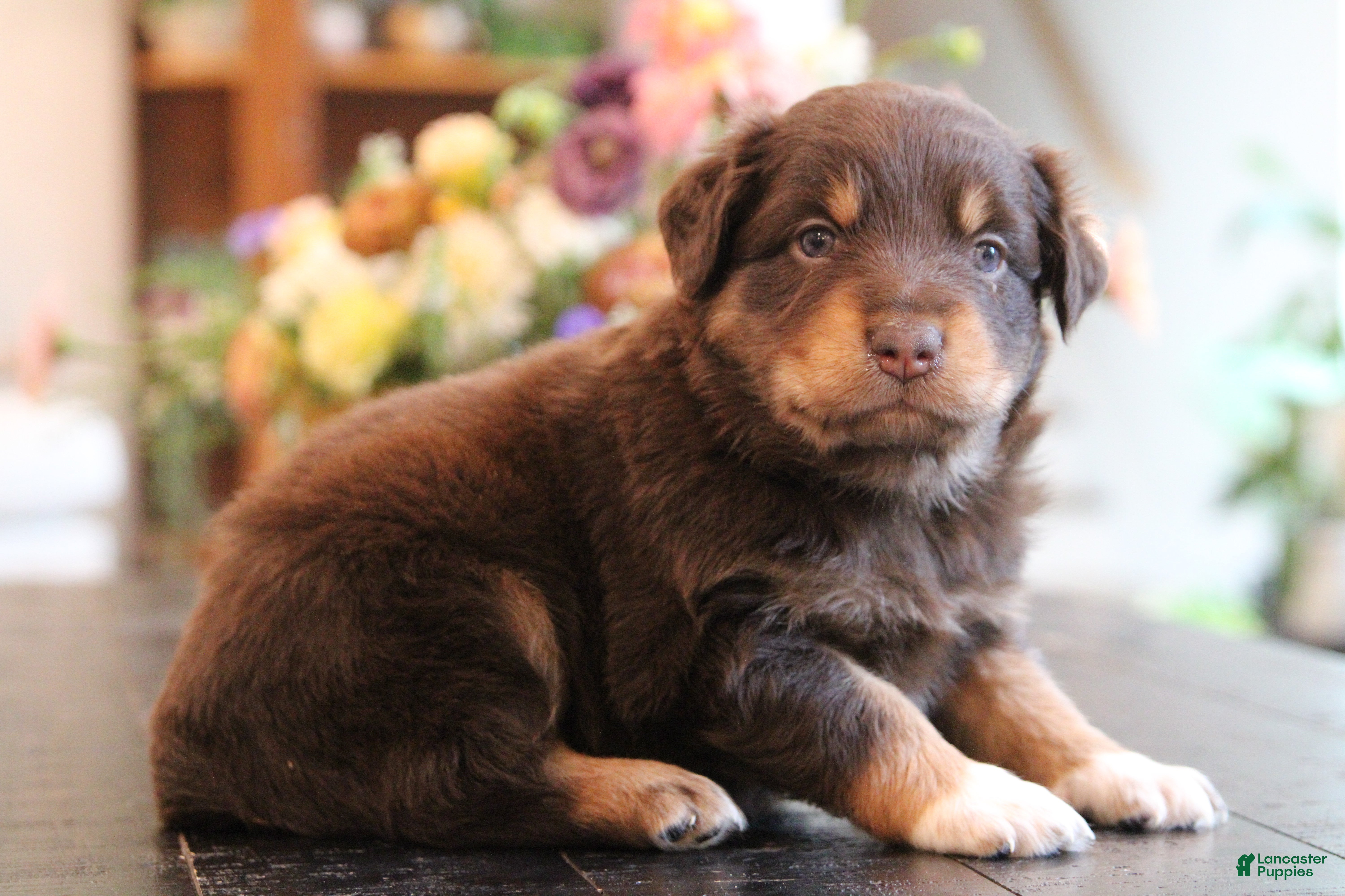 Australian Shepherd dogs Lana - Ad 2