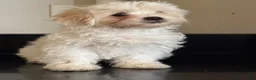 Mixed Breed dogs for sale: Delilah  - Ad 3
