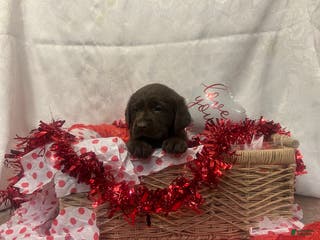 Labrador Retriever dogs Muffin - Ad 10