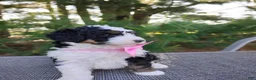 Bernedoodle dogs for sale: Isla  - Ad 3