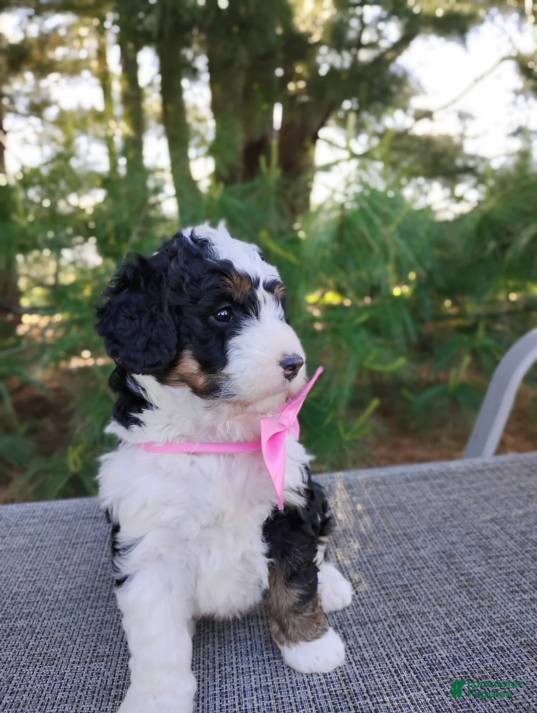 Bernedoodle dogs for sale: Isla  - Ad 3