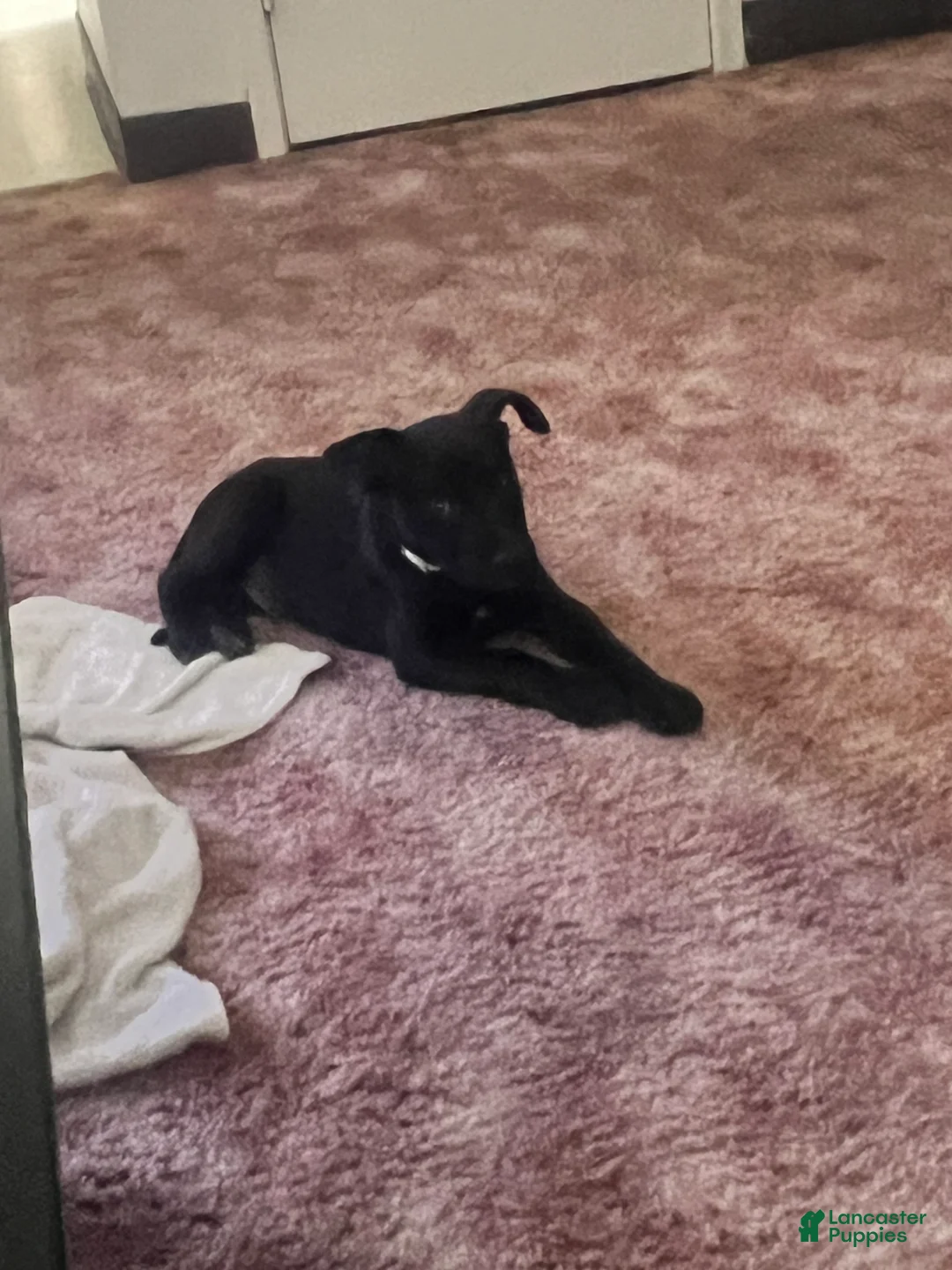 Mixed Breed dogs for sale: Mixed Breed 1 - Ad 2