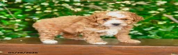 Miniature Poodle dogs for sale: Porter - Ad 4