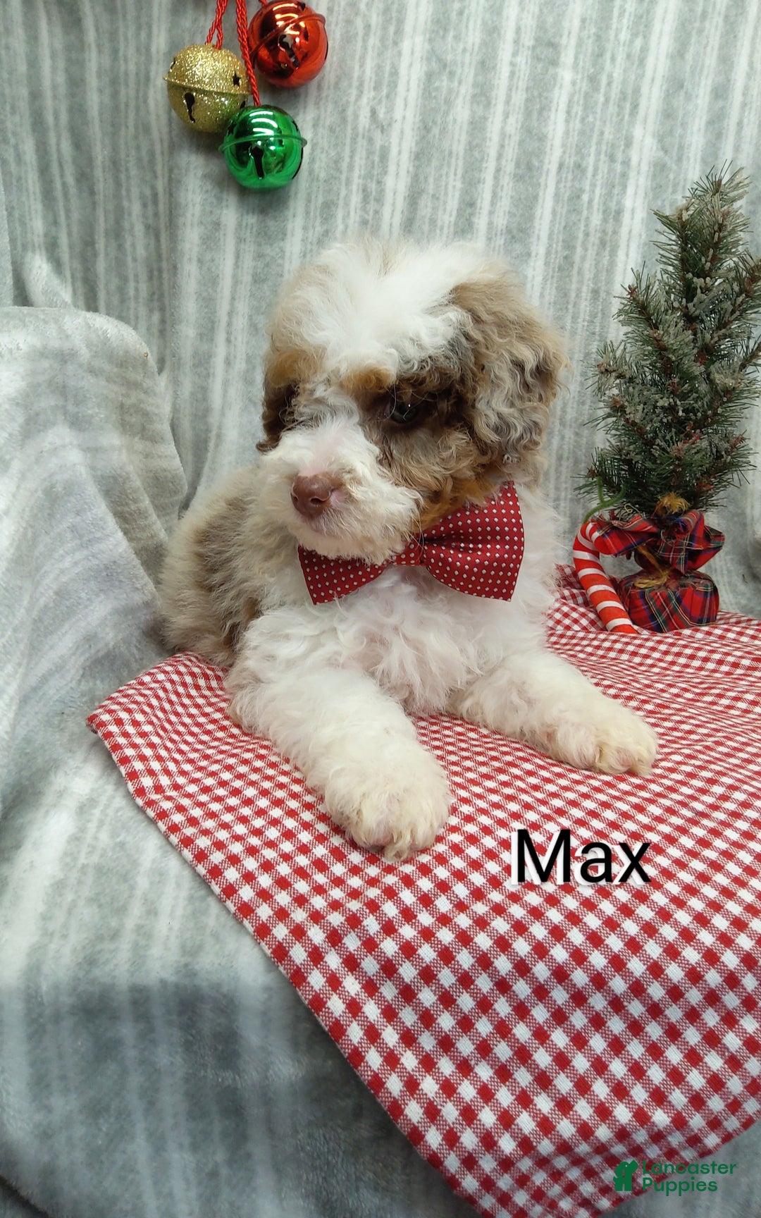Mini Bernedoodle dogs for sale: Max - Ad 6