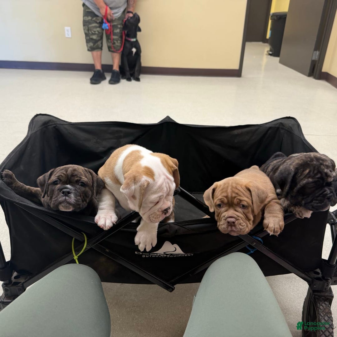 Gallery Image {{count}}