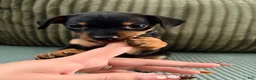 Miniature Pinscher dogs for sale: Leo - Ad 11