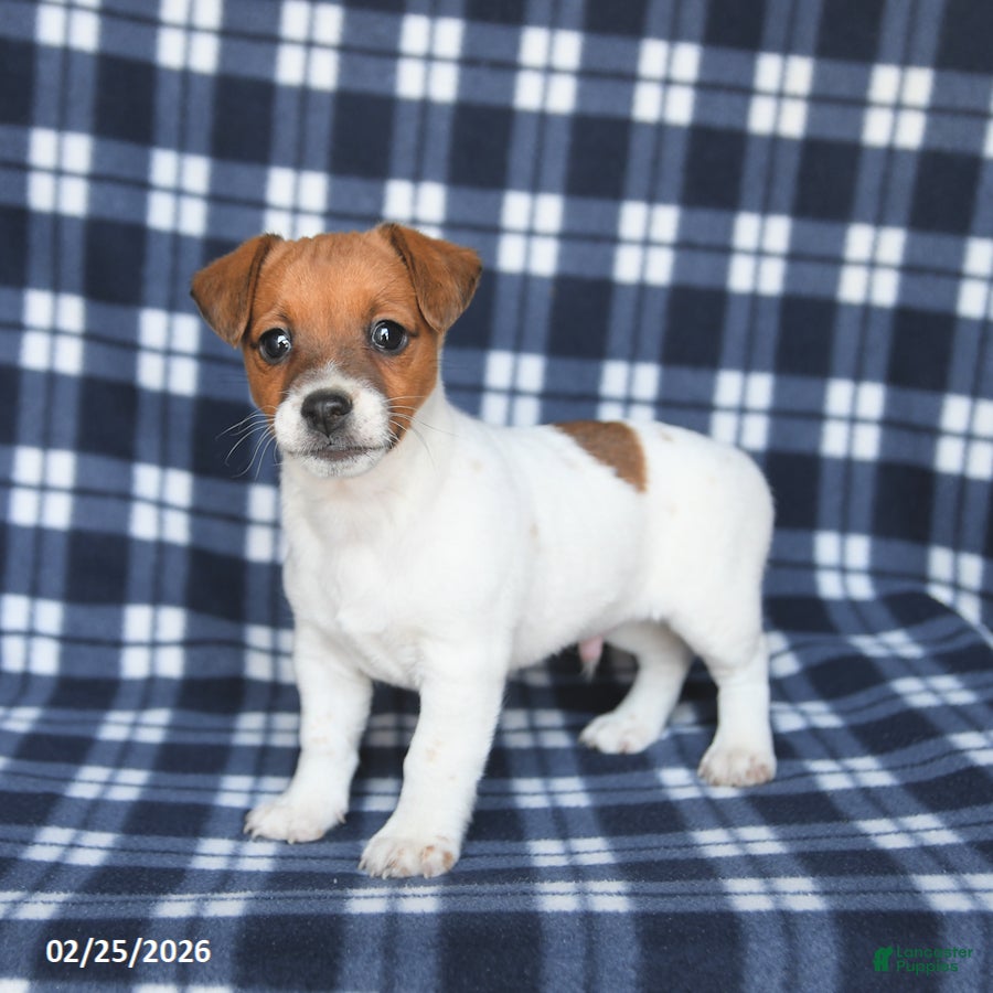 Jack Russell Terrier dogs Mike - Ad 2