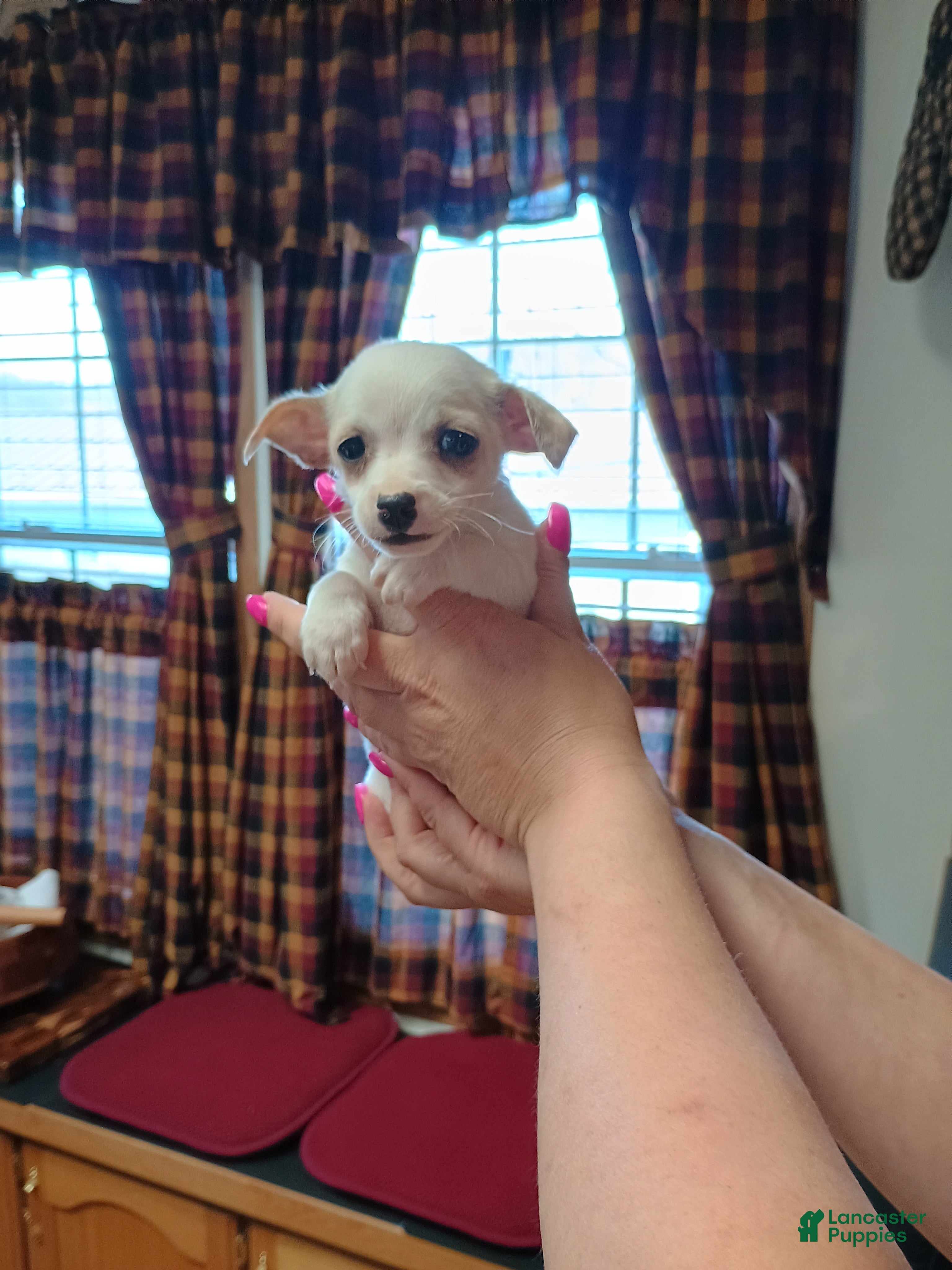 Chihuahua dogs Peanut t-cup  - Ad 38