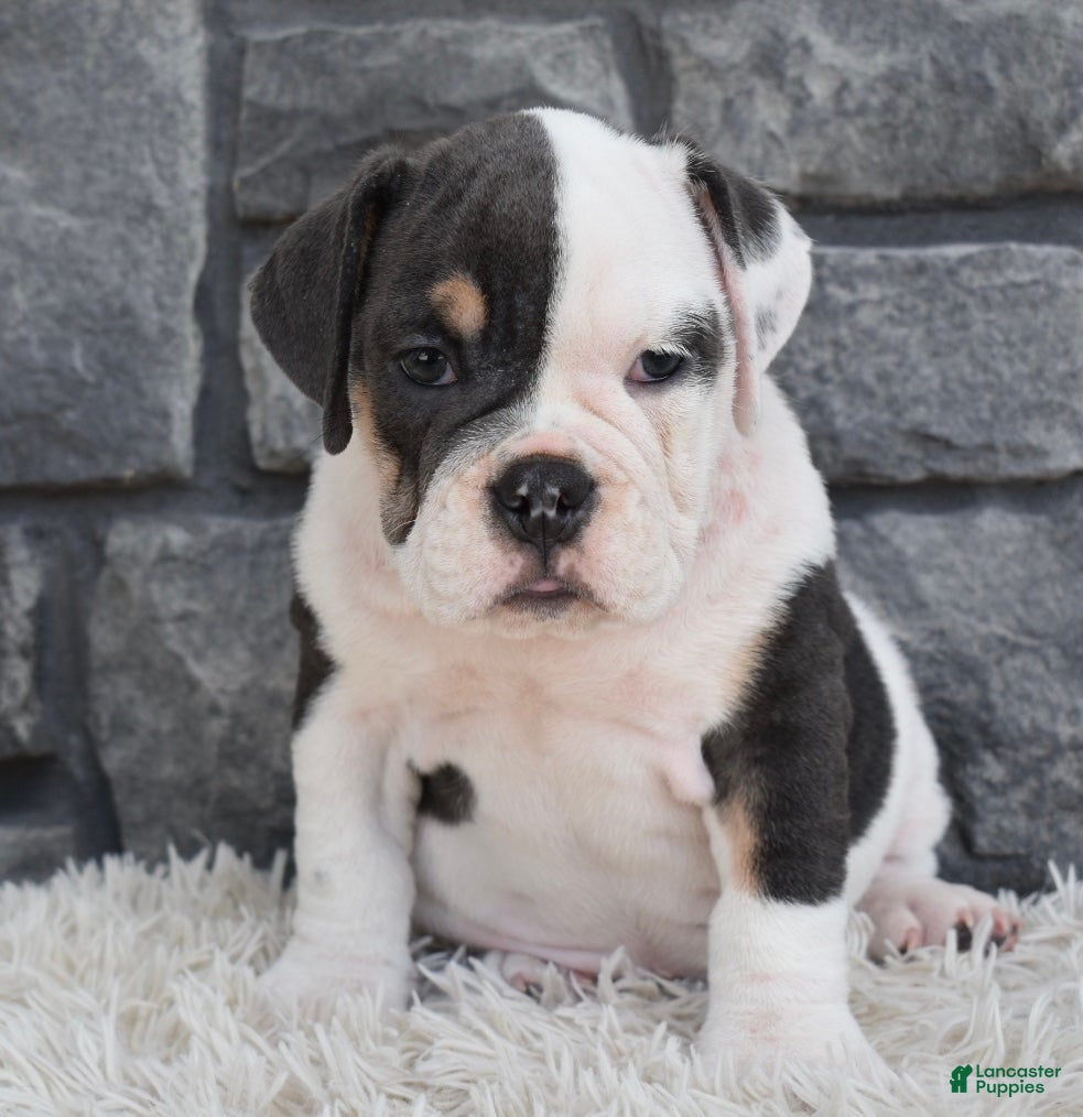 Beabull dogs Bella  - Ad 2