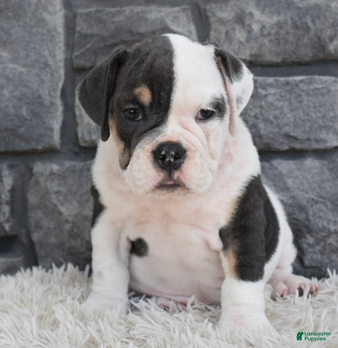Beabull dogs for sale: Bella  - Ad 2