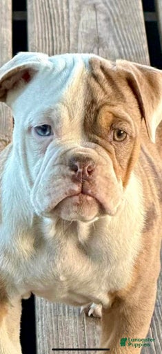 Gallery Image {{count}}