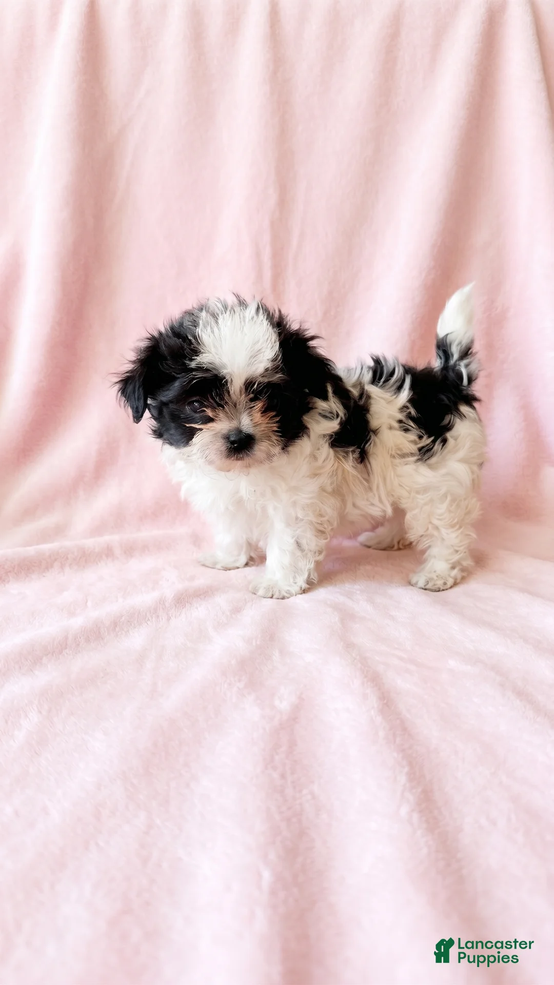 Mixed Breed dogs for sale: Quinn - Ad 3