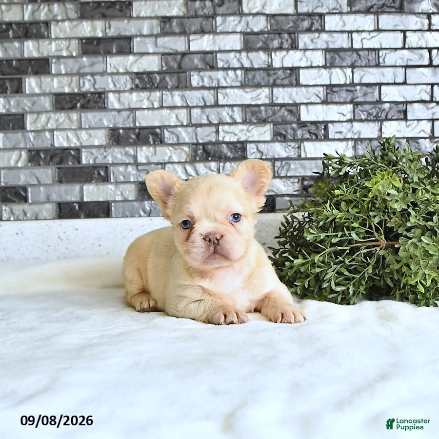 French Bulldog dogs Ivy - Ad 2