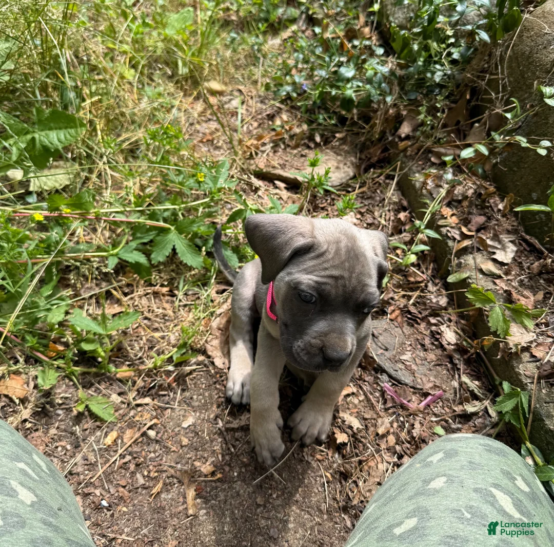 Cane Corso dogs for sale: Pink  - Ad 2