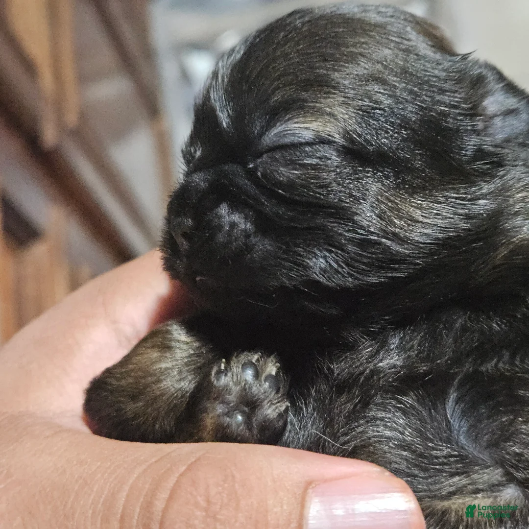 Shih Tzu dogs for sale: Minnie - Ad 1