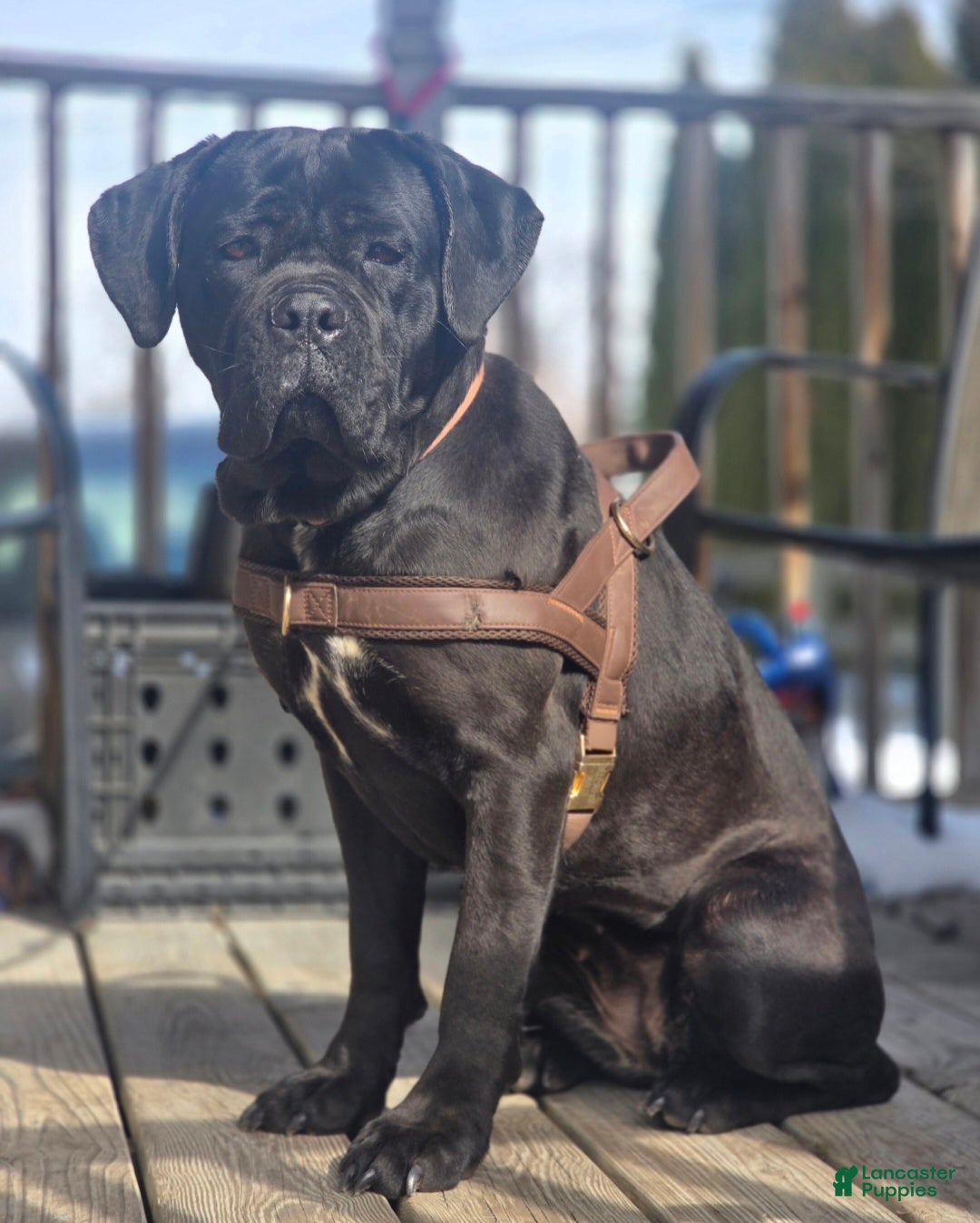 Cane Corso dogs Cane Corso female - Ad 33