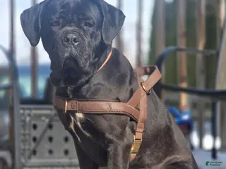 Cane Corso dogs Cane Corso female - Ad 33