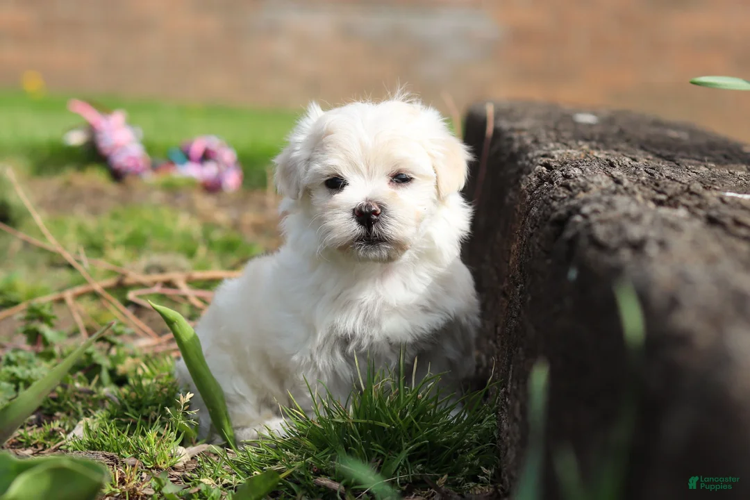Morkie dogs for sale: Pearl - Ad 1