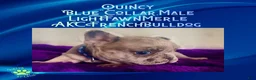 French Bulldog dogs for sale: Quincy “Blue” Collar, Male - Ad 7