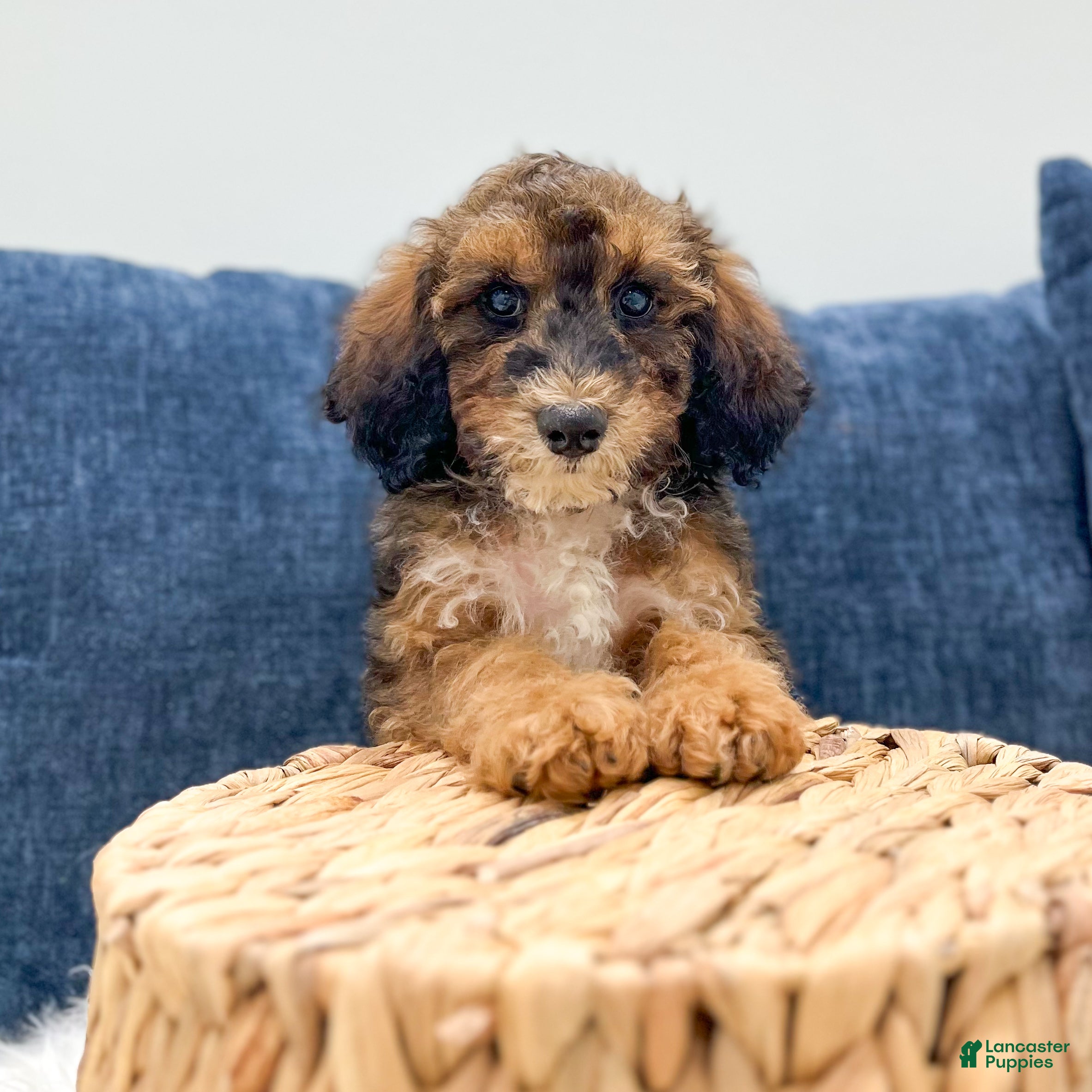 Miniature Poodle dogs Sparkle - Ad 2