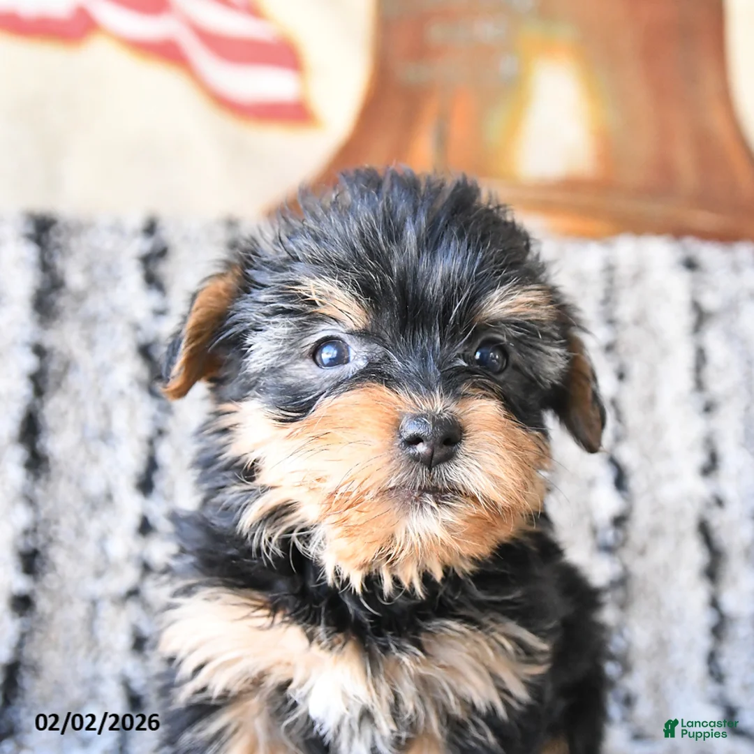 Yorkshire Terrier dogs for sale: Daisy - Ad 2