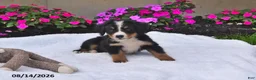 Bernese Mountain Dog dogs for sale: Rhett - Ad 3