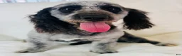 Cockapoo dogs for sale: Cockapoo 1 - Ad 3