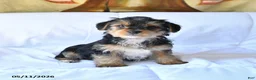 Yorkshire Terrier dogs for sale: Duke - Ad 4