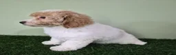 Miniature Poodle dogs for sale: Ferrari - Ad 3