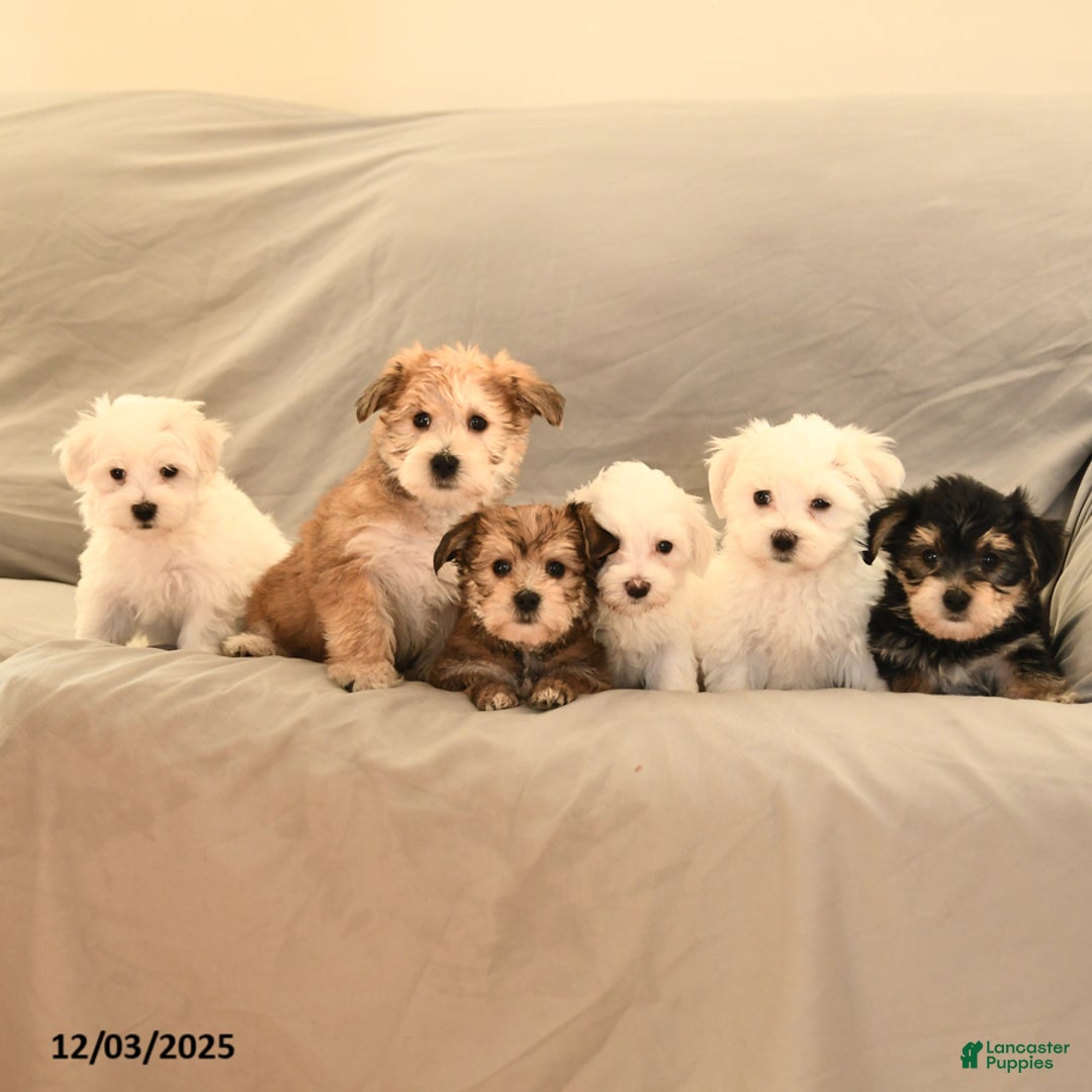 Morkie dogs for sale: Tinker - Ad 5