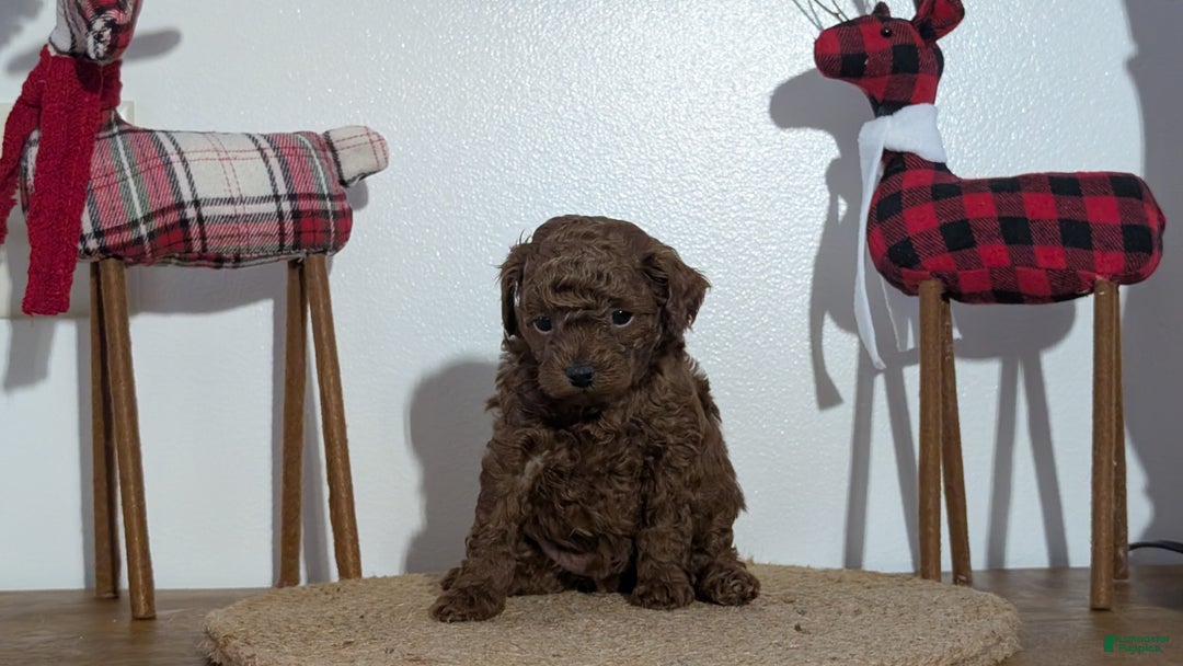 Miniature Poodle dogs for sale: Maverick  - Ad 2