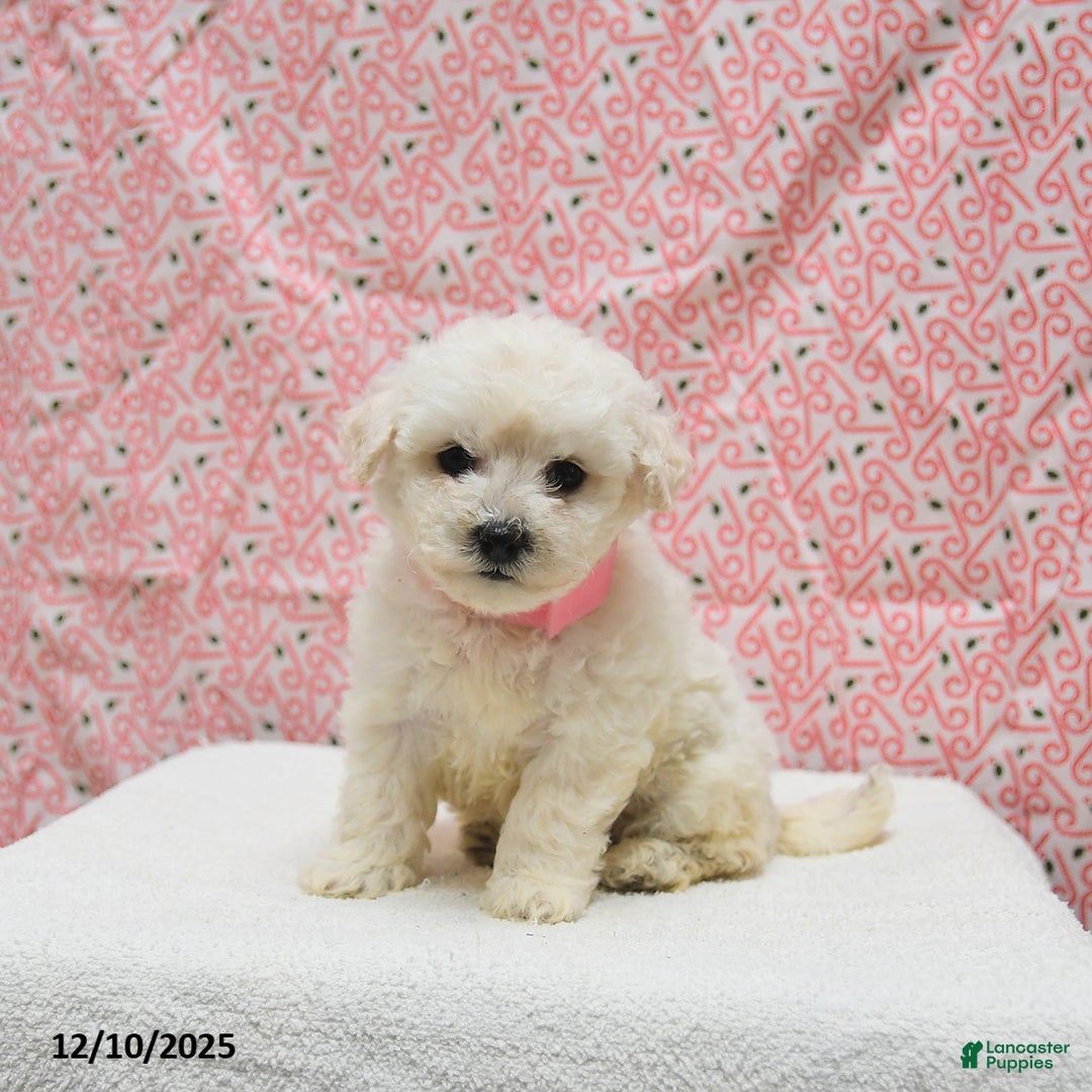 Bichon Frise dogs for sale: Paris - Ad 3