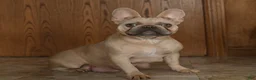 French Bulldog dogs for sale: Owen - Ad 6