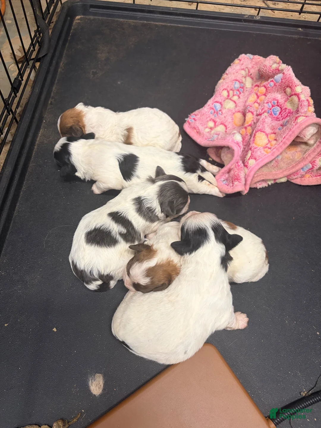 Mixed Breed dogs for sale: Prince - Ad 14