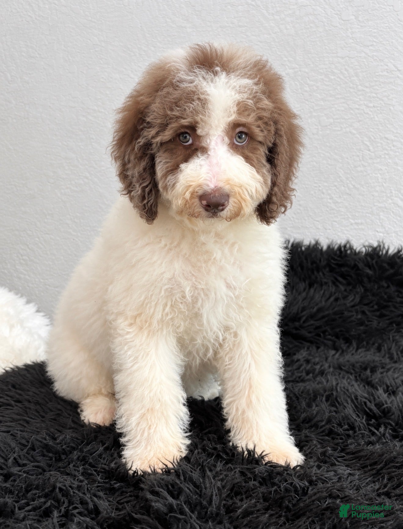 Bernedoodle dogs Ginger w golden eyes  - Ad 2