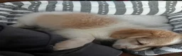 Shorkie dogs for sale: chowder - Ad 1