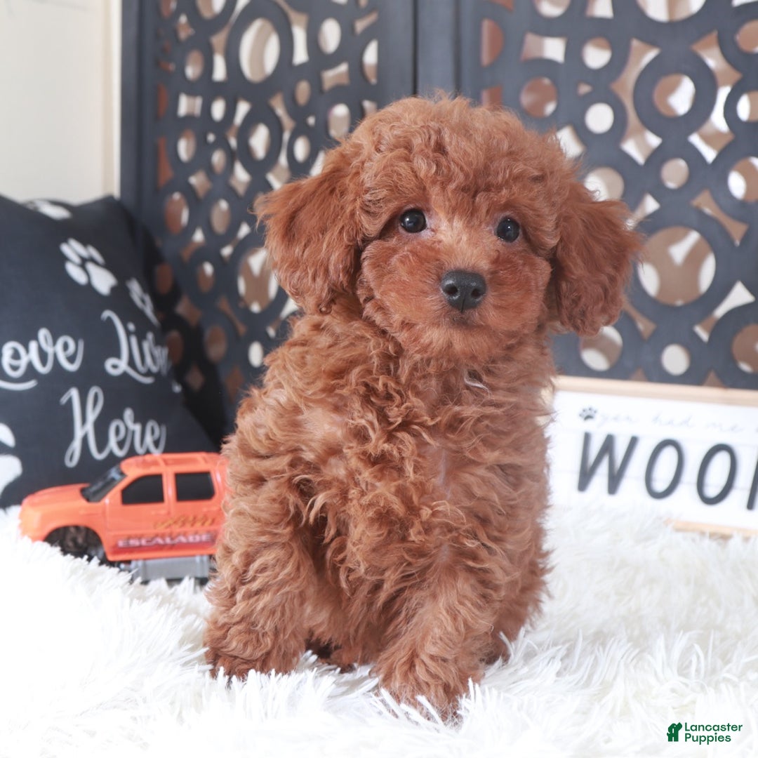 Miniature Poodle dogs for sale: Miniature Poodle Briar - Ad 2