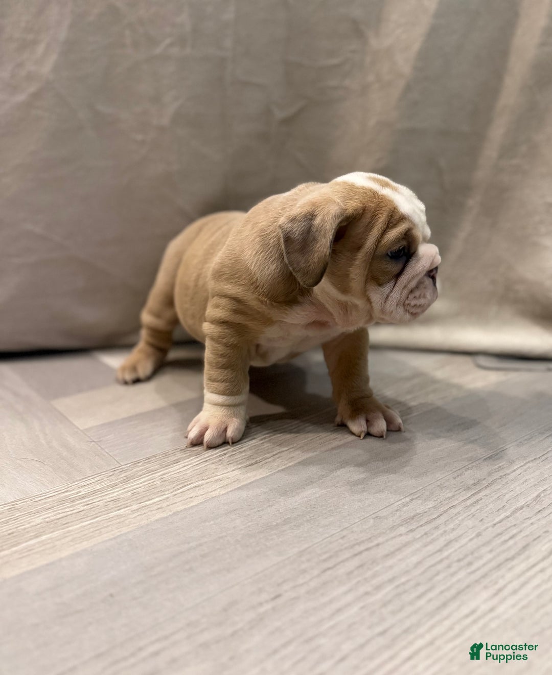 English Bulldog dogs for sale: Faith - Ad 3