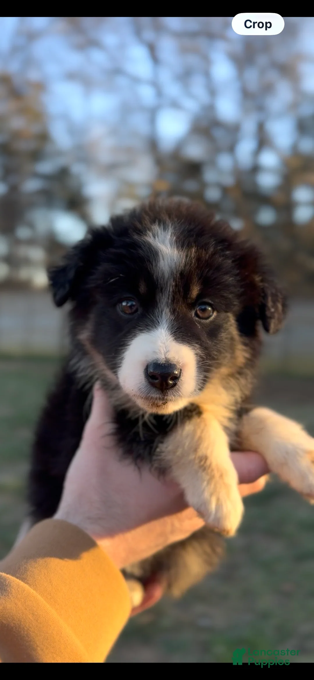 Miniature Australian Shepherd dogs for sale: Luna - Ad 4