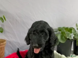 Goldendoodle dogs Tatter-Tot - Ad 12