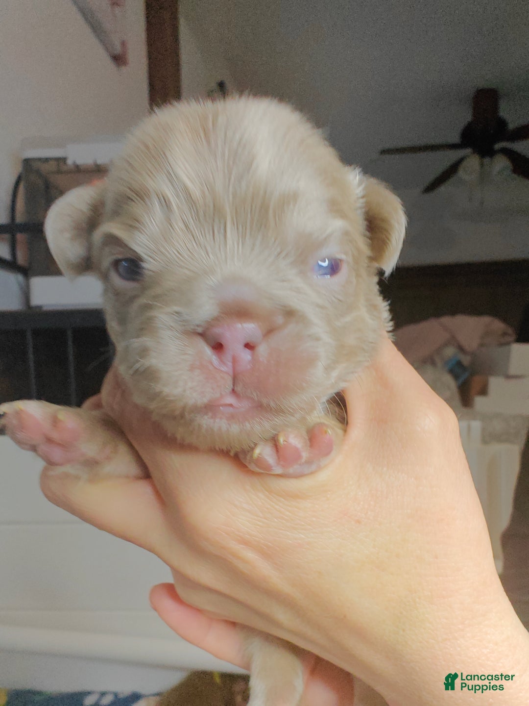 French Bulldog dogs for sale: French Bulldog litter of 7 puppies - Ad 9