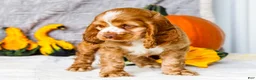 Cocker Spaniel dogs for sale: Polly - Ad 25