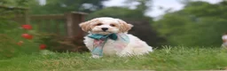 Bichpoo dogs for sale: Leo - Ad 3