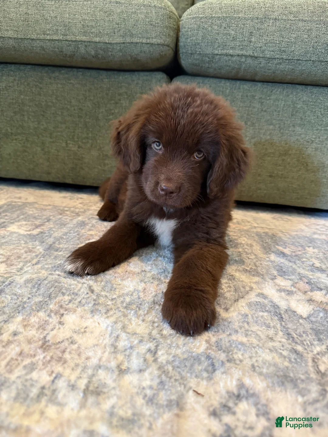 Newfoundland dogs for sale: Newfoundland Pink Female  - Ad 1