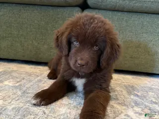 Newfoundland dogs Newfoundland Pink Female - Ad 3